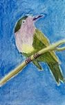 Oiseau(pastel sec)