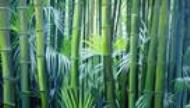 Bambous-50x70-Huile