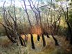 Forêt