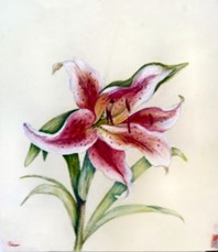 Lys (pastel)